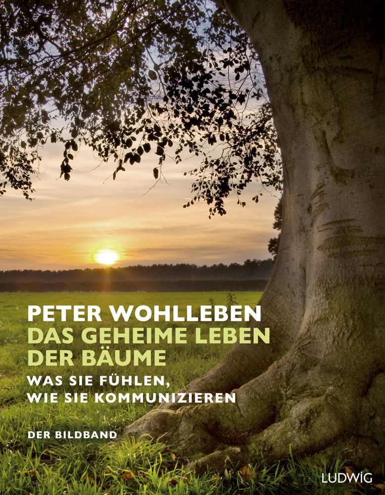 In dem 2015 erschienenen und überraschend zum Bestseller mutierten Werk schreibt Peter Wohlleben vom faszinierenden Eigenleben der Bäume.