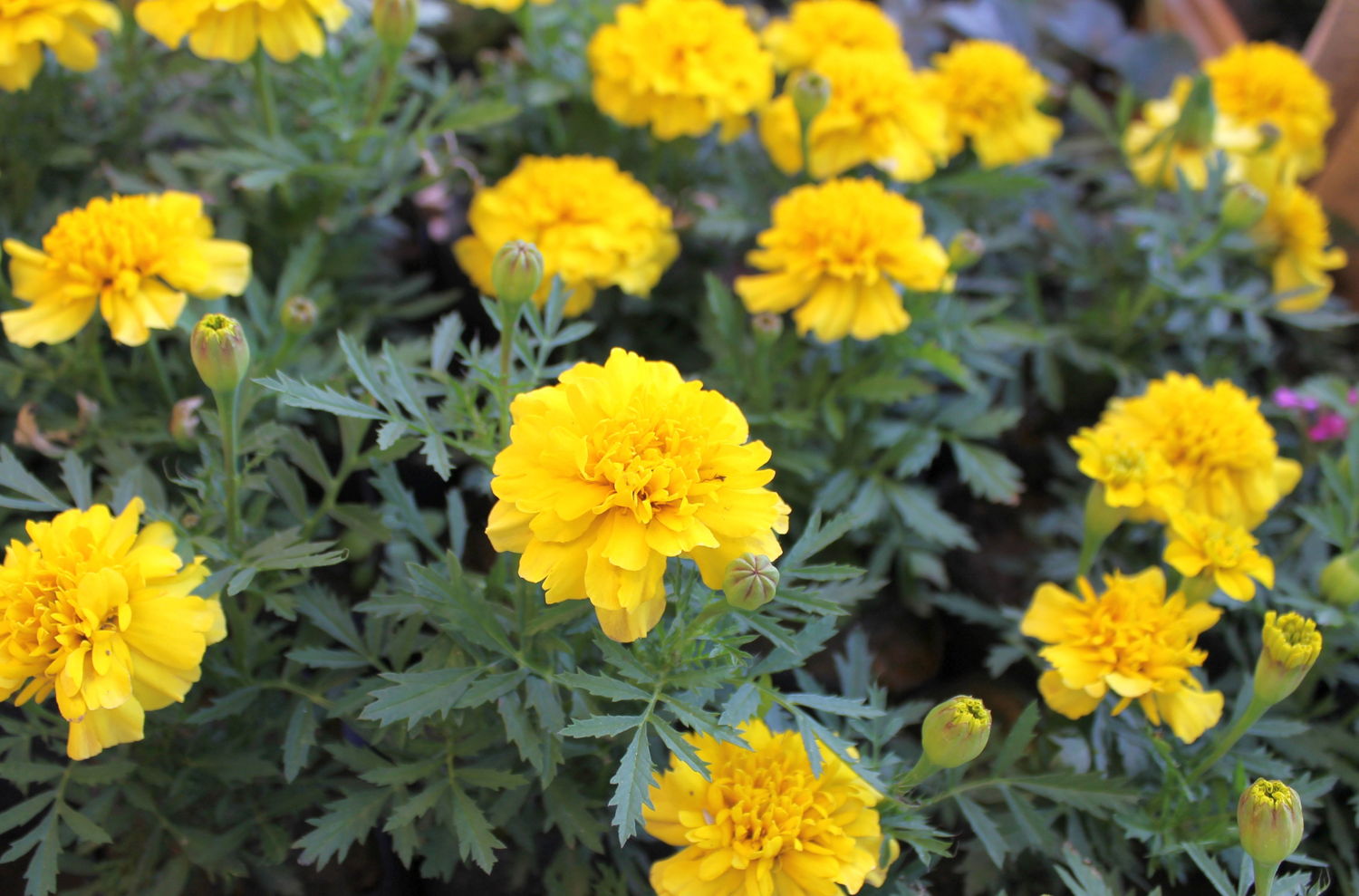 Marigolds (photo credit Pike Nurseries)