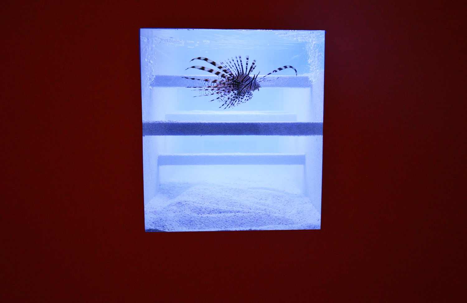 Aquarium (Genf), 2011/2014 © foto: M - Museum Leuven  
