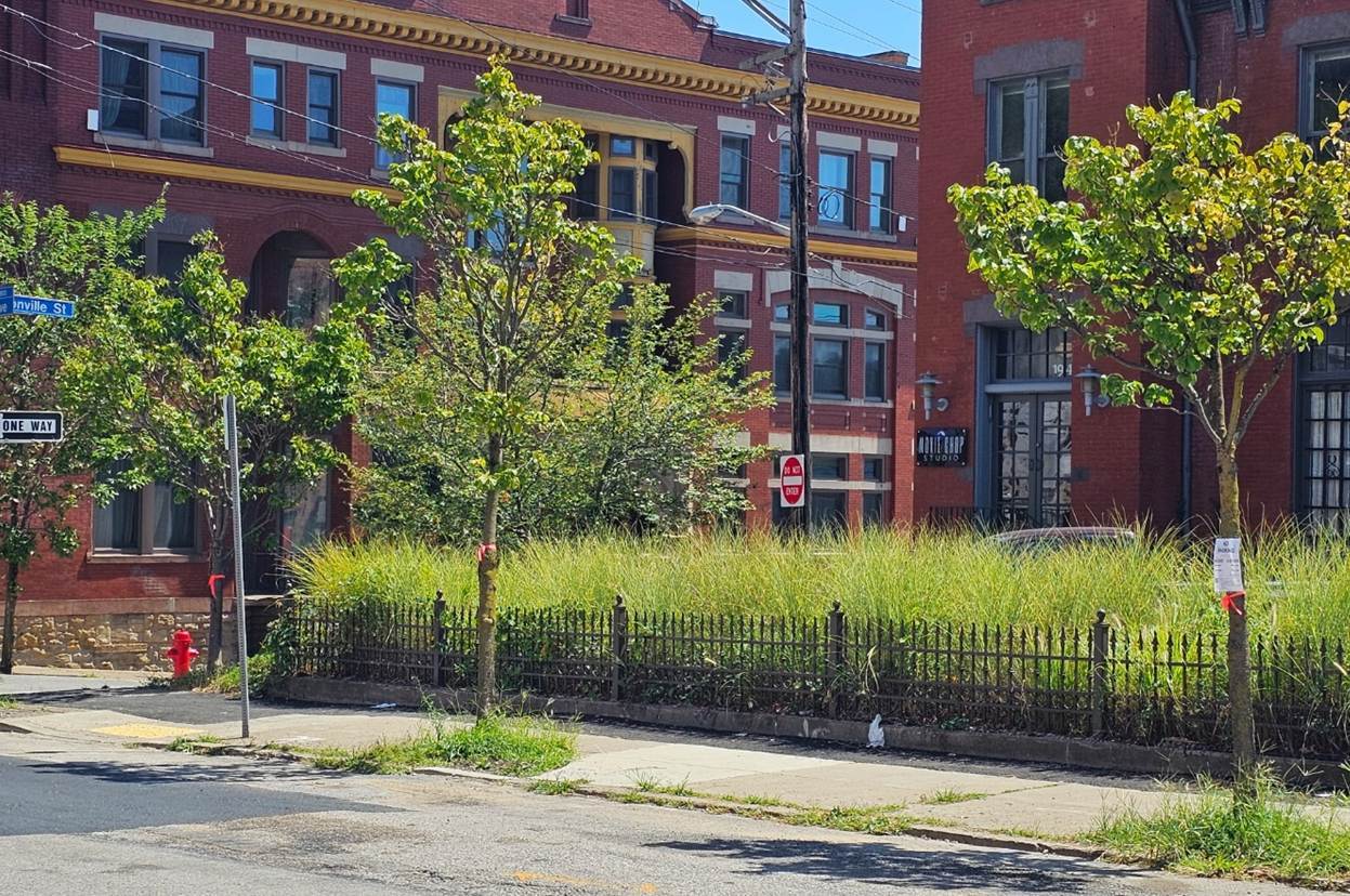 Trees in Uptown recently marked with orange ribbon to be removed Trees in Uptown recently marked with orange ribbon to be removed