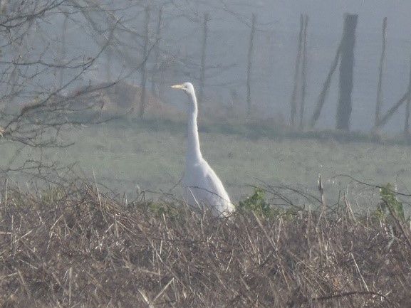Zilverreiger op faunavoedselgewas wisselteelt - ©VLM,SvenJardin