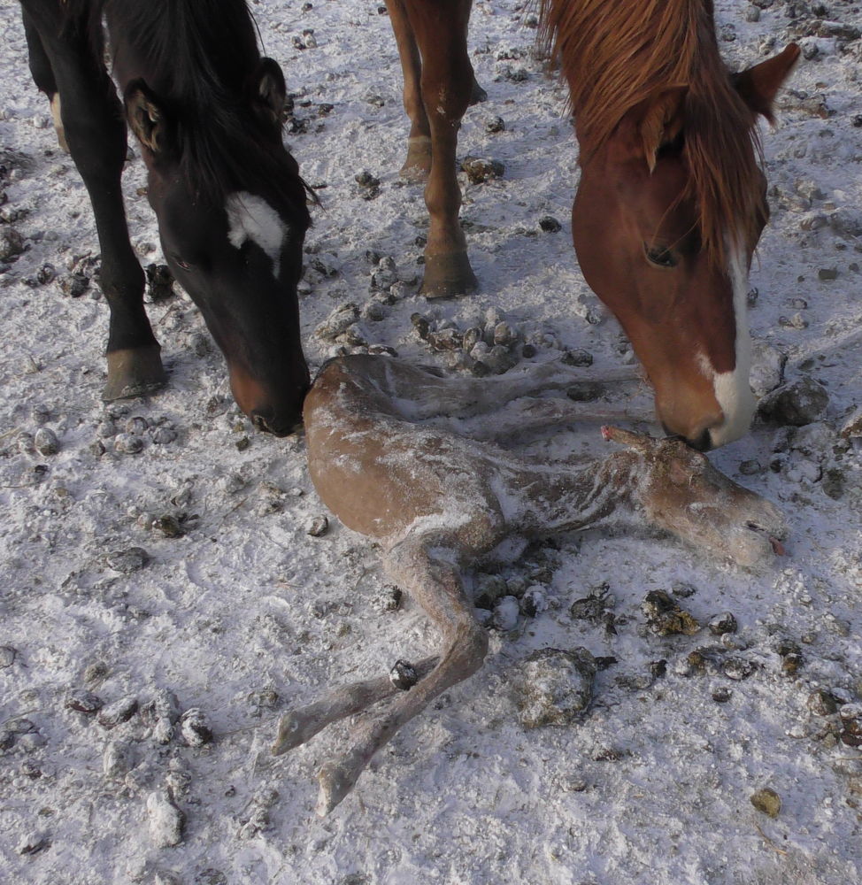 Paarden snuffelen aan dood veulen 

