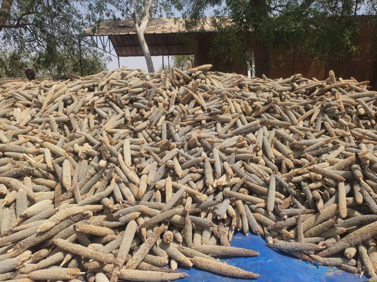 Du mil chakti. Image de Fanta Chamsou pour Mongabay Afrique. Du mil chakti. Image de Fanta Chamsou pour Mongabay Afrique.
