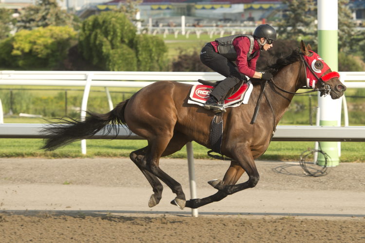 Great Kate training at Woodbine (Michael Burns Photo) Great Kate training at Woodbine (Michael Burns Photo)