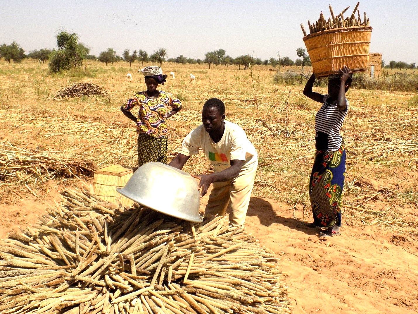 Le Mil Hybride Apporte un Nouvel Espoir aux Zones Arides du Nigéria : Stimuler la Productivité et la Nutrition Face aux Défis Climatiques
