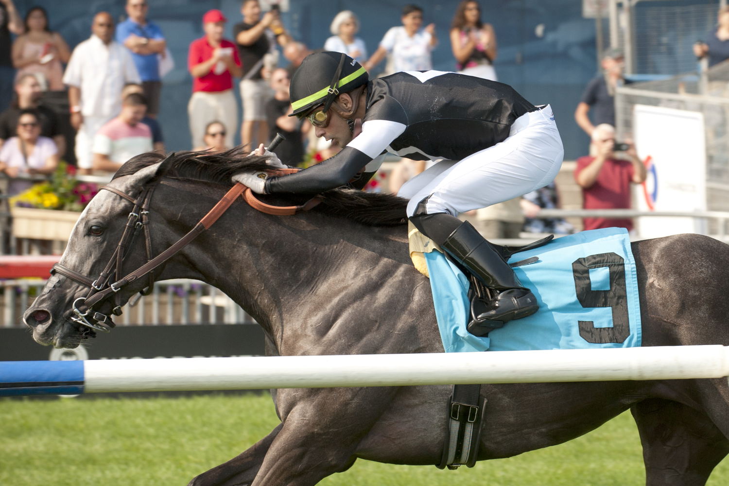 Time to Dazzle and jockey Sahin Civaci winning the Ontario Colleen Stakes (G3) on July 27, 2024 at Woodbine (Michael Burns Photo)