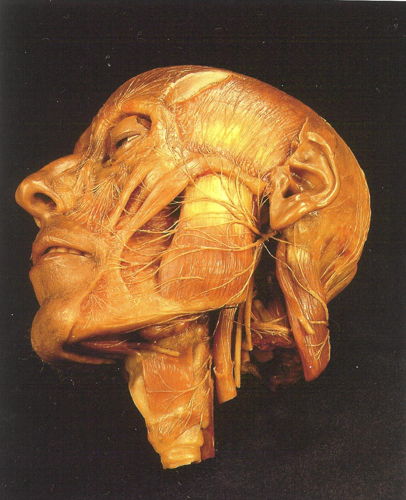 Clemente Susini, De innervatie van het gezicht, 1798. © Muséum national d'histoire naturelle (Parijs) - Direction des bibliothèques et de la documentation