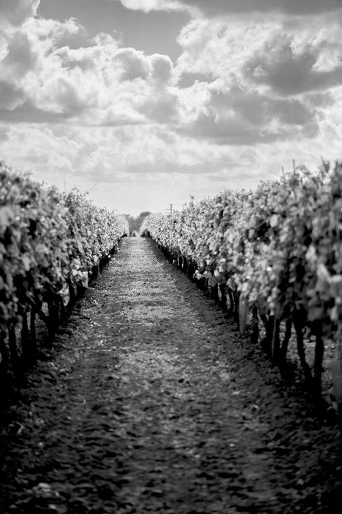 Viñedo Grande Champagne 