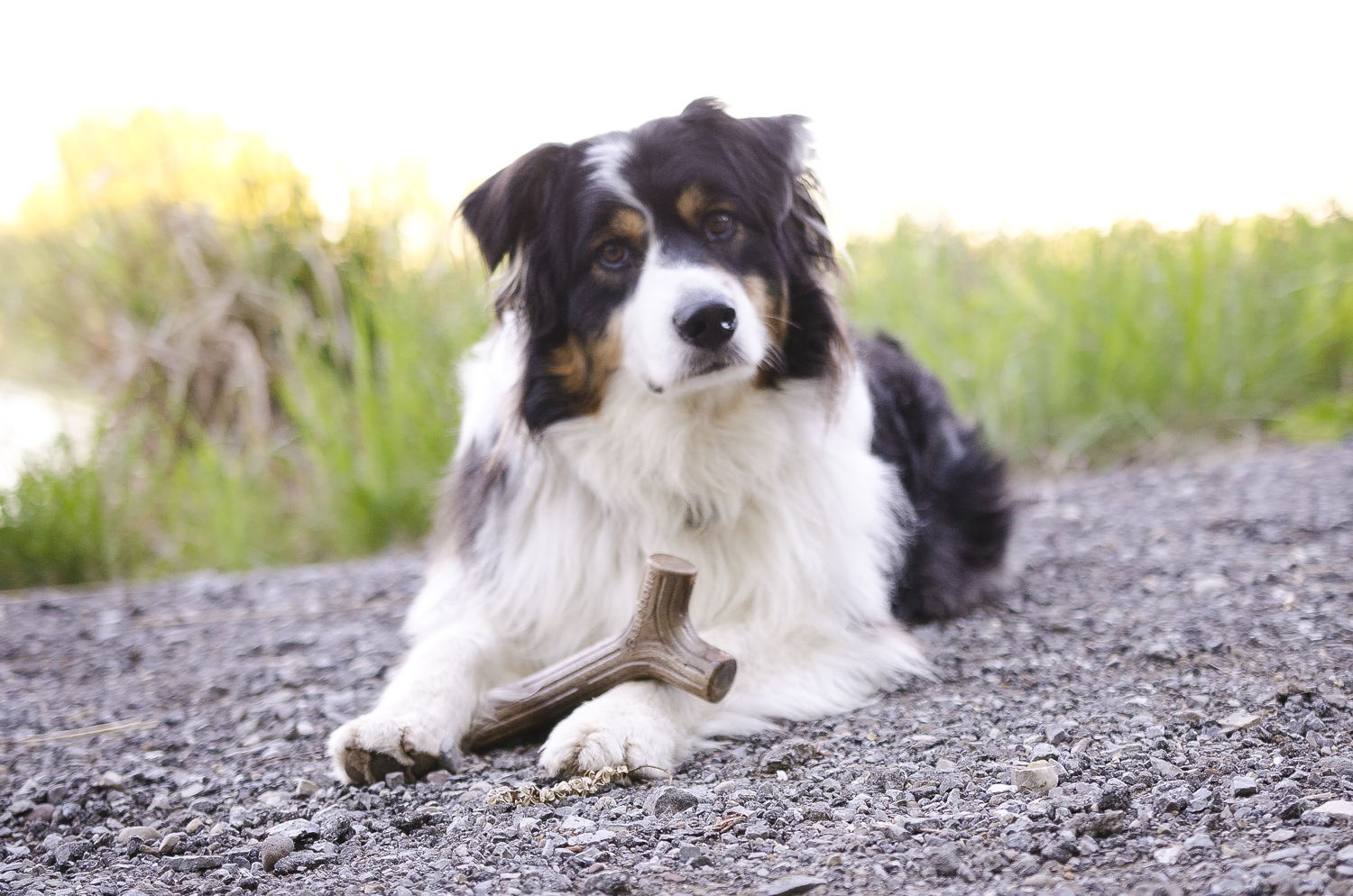 Benebone Maplestick 