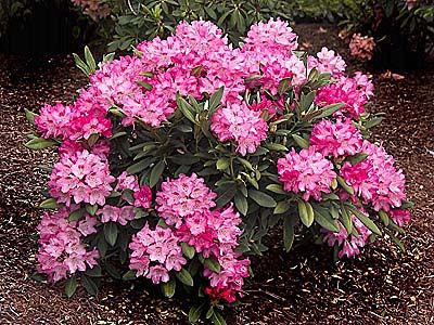 Rhododendron (photo credit Pike Nurseries)