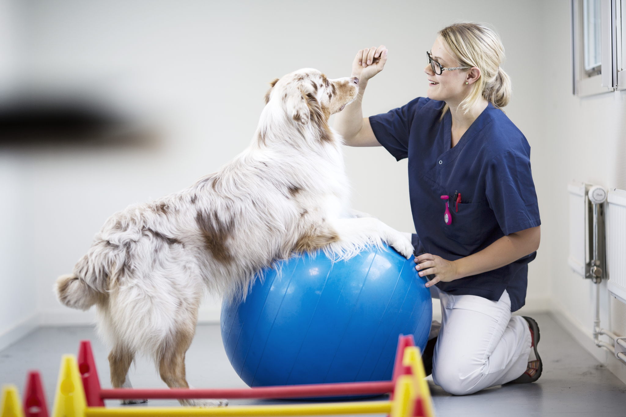 Fysiotherapie voor honden Fysiotherapie voor honden