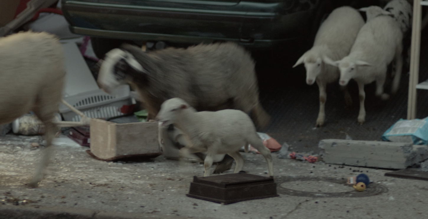 Ogilvy is bringing in a lot of sheep for the European Parliament.