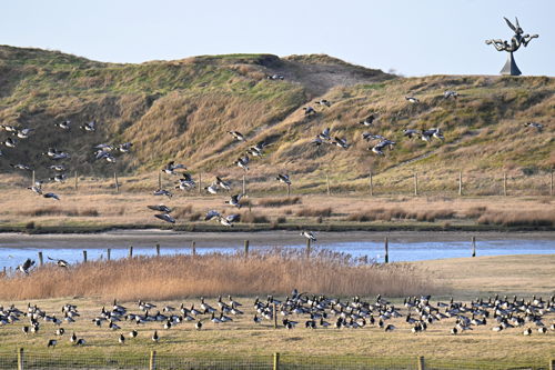 brandganzen - © Zwin Natuur Park