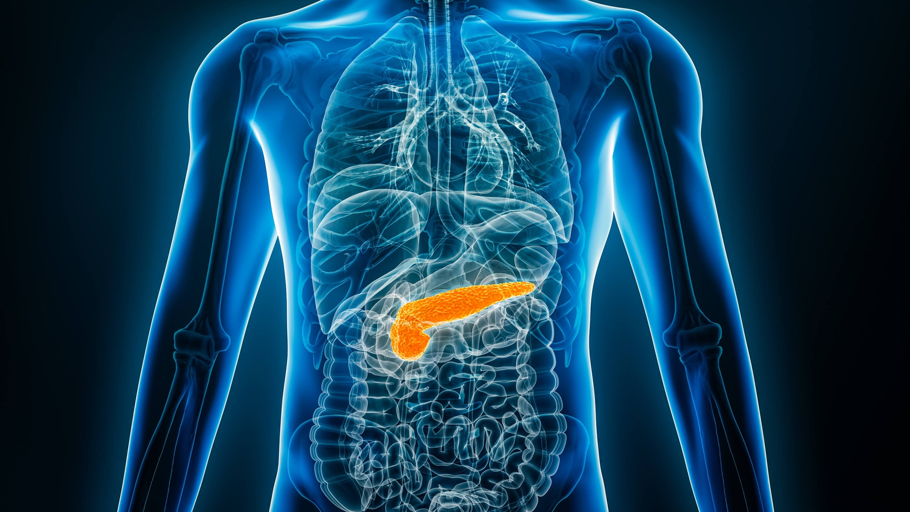 VUB-onderzoekers ontrafelen gelaagdheid van de pancreas 