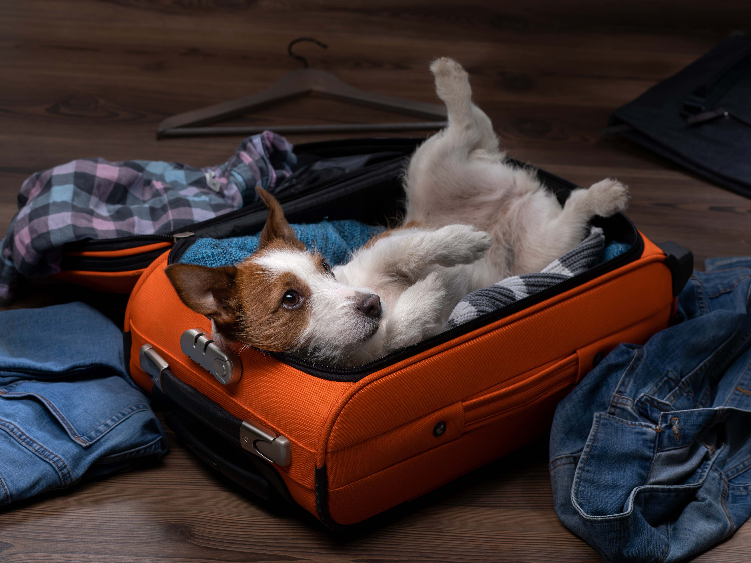 Persbericht Figo Pet: 4 op 10 Belgen nemen hun hond mee op vakantie