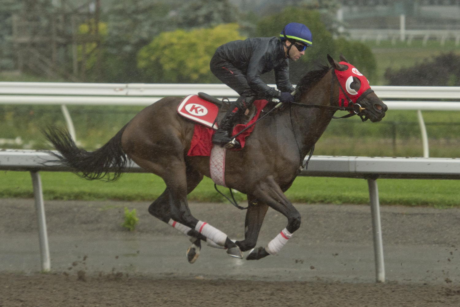 Induation training at Woodbine (Michael Burns Photo)