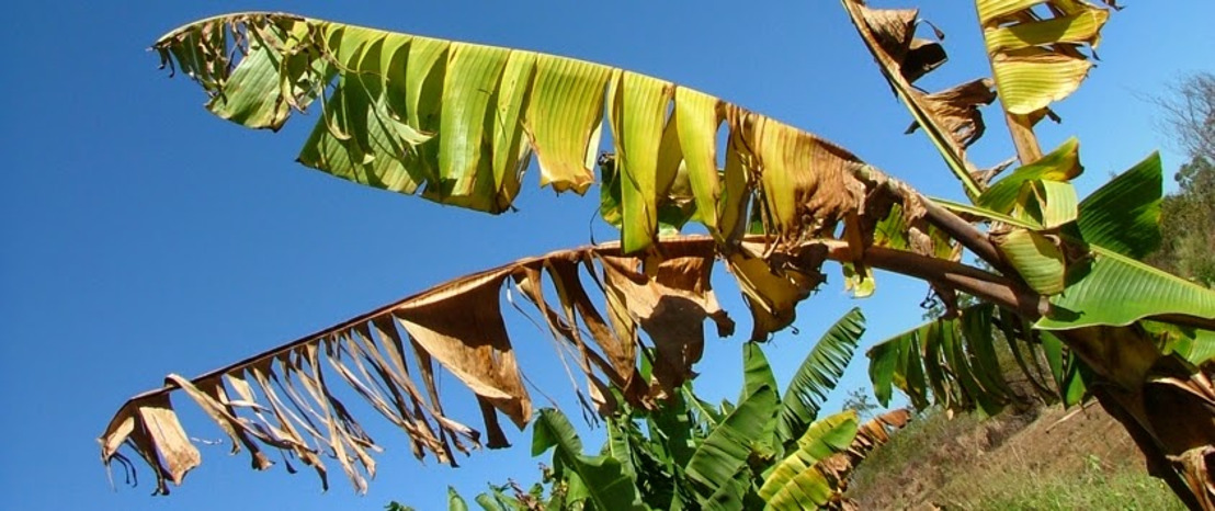 Fusarium Wilt of Banana and Plantain: A Threat to Regional Economies and Food Security