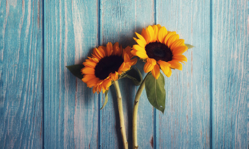 Díselo con flores: Una guía para sorprender con flores a los que más quieres
