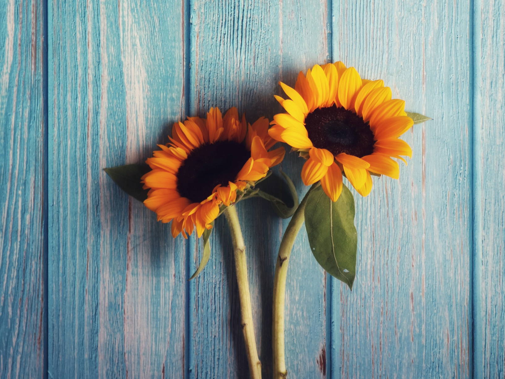 Díselo con flores: Una guía para sorprender con flores a los que más quieres