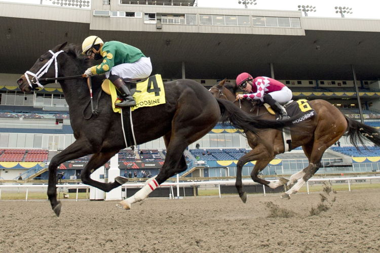 Fashionably Fab and jockey Rafael Hernandez winning the Shady Well Stakes on December 9, 2022 at Woodbine (Michael Burns Photo)