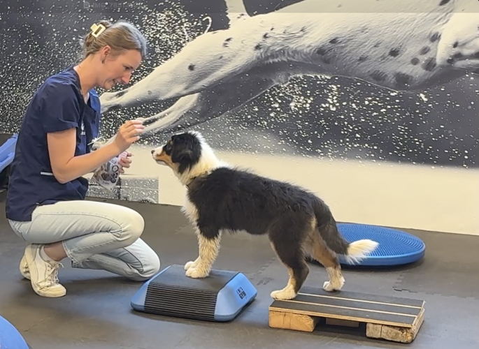 Charlotte Vandermarliere (dierenartsassistente bij AniCura Causus) met pup Charlotte Vandermarliere (dierenartsassistente bij AniCura Causus) met pup