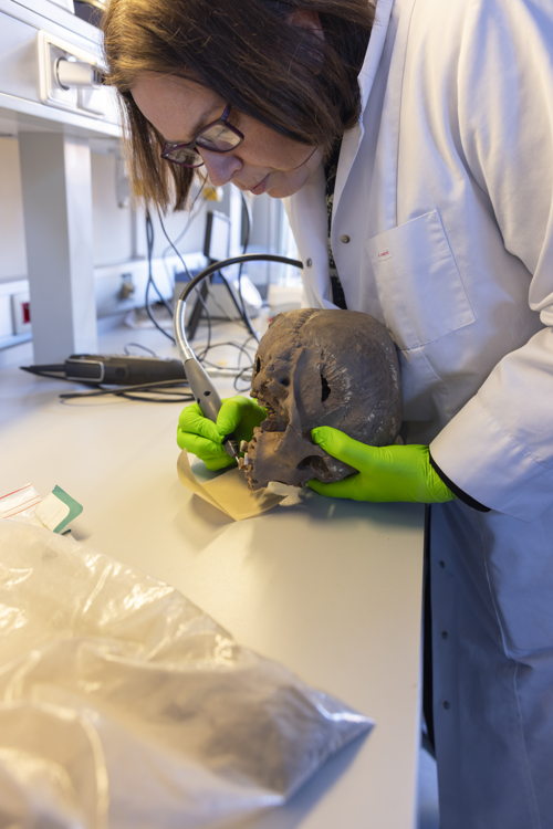 Professor Isabelle De Groote neemt staal van tandglazuur van oudste schedel van Ename en Vlaanderen