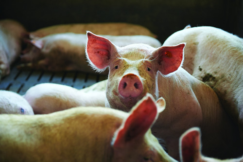 Delhaize lanceert een extra ondersteuningsprogramma voor haar Belgische varkensboeren