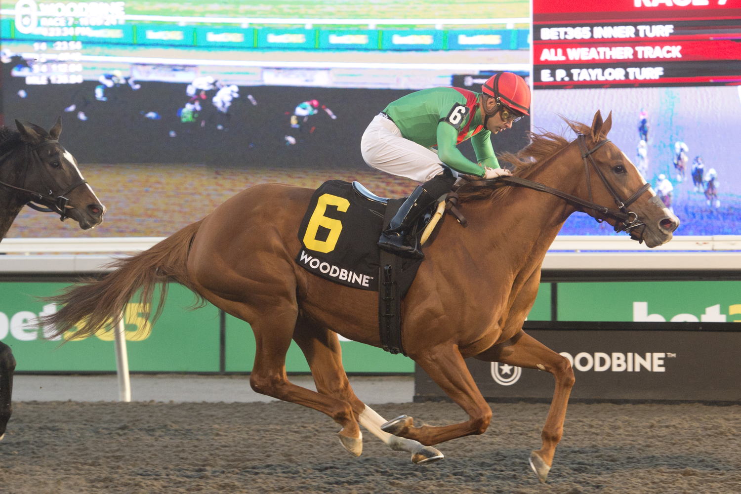 Elysian Field and jockey Sahin Civaci winning the Maple Leaf Stakes (G3) on November 9, 2024 at Woodbine (Michael Burns Photo)
