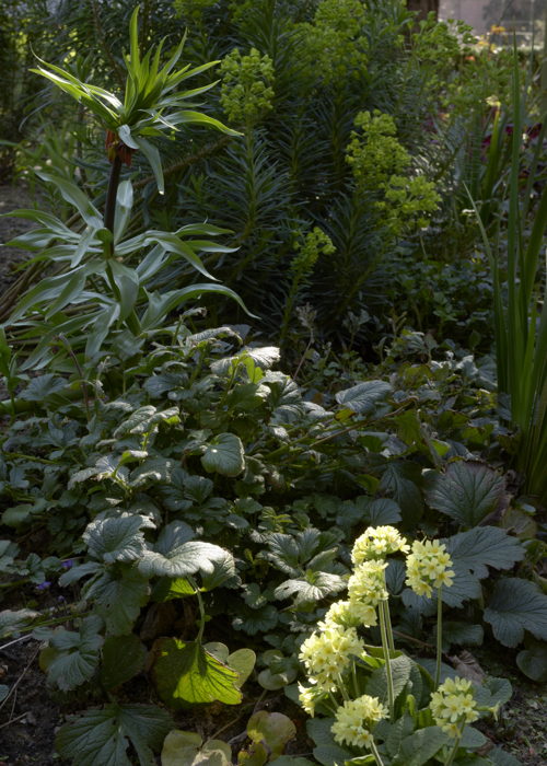 De keizerskroon (Fritillaria imperialis), wolfsmelk (Euphorbia characias 'Wulfenii') en slanke sleutelbloem (Primula elatior) in de tuin van het Rubenshuis, foto Jean Pierre Gabriel