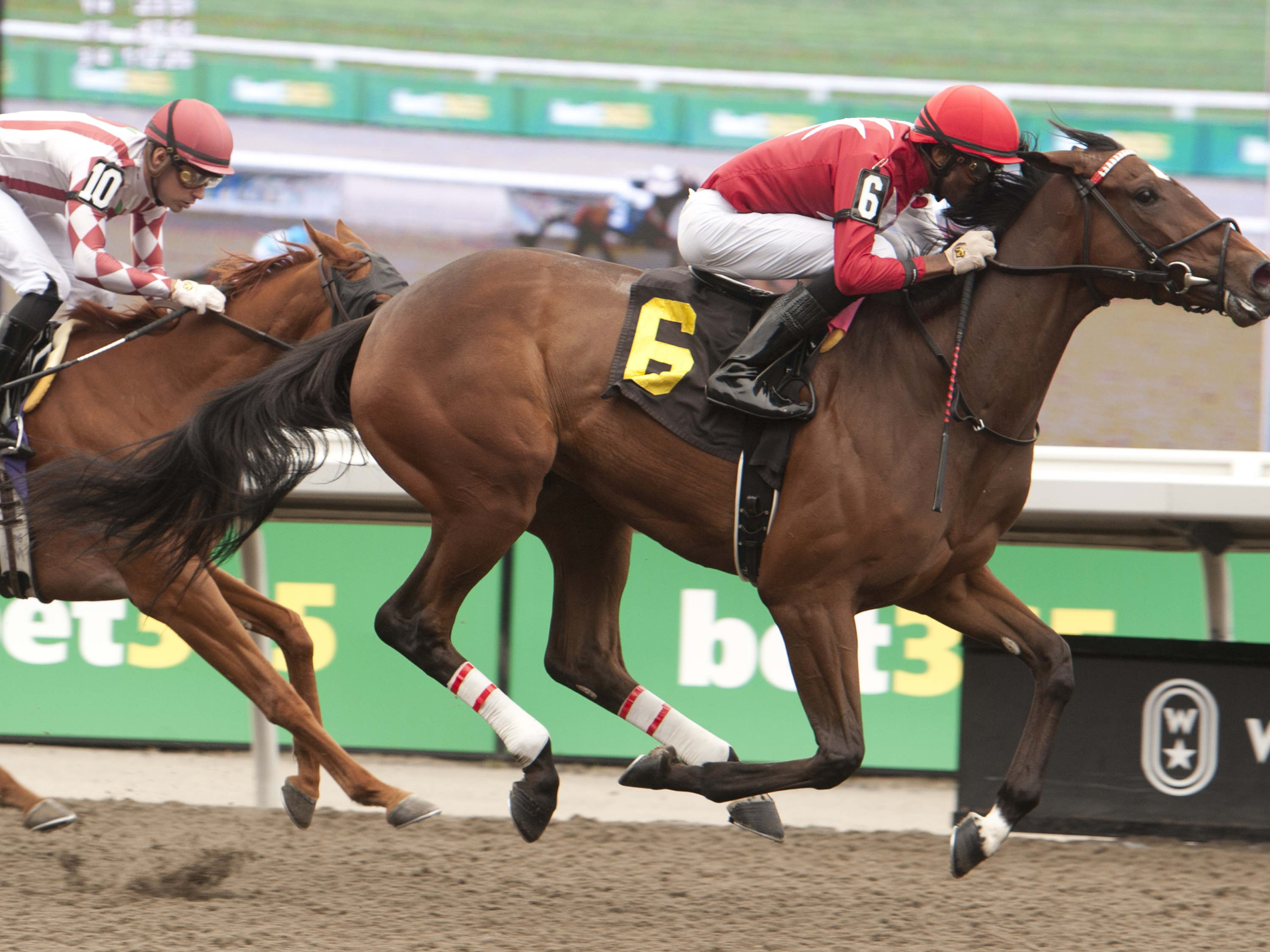 Social Code takes to the turf in Alywow Stakes
