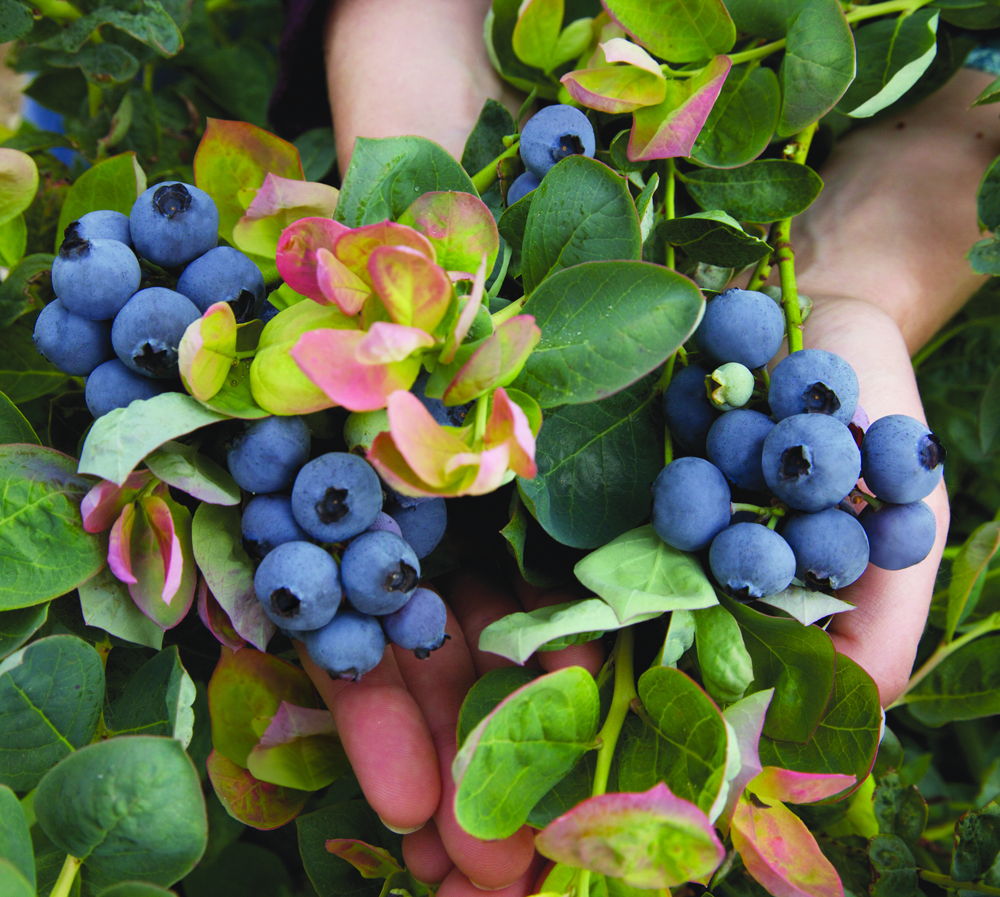 Blueberries in Hand (Photo credit to Pike Nurseries)