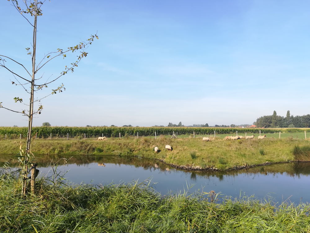 Meer natuurlijke oevers bevorderen de biodiversiteit