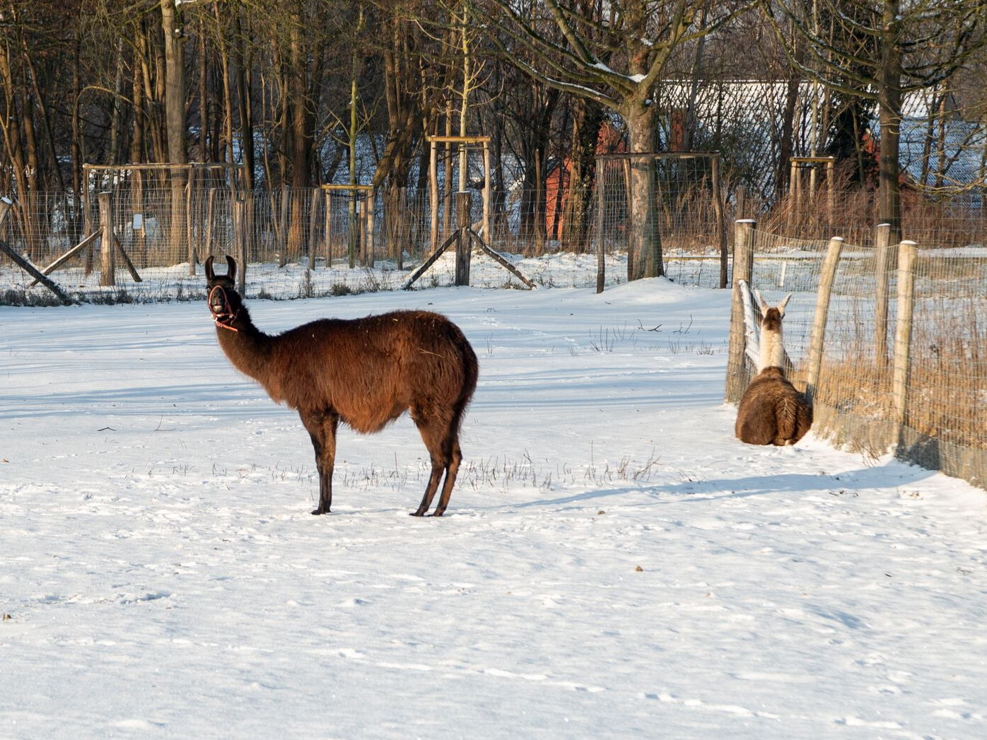 Will llama antibodies help to treat Parkinson's disease?