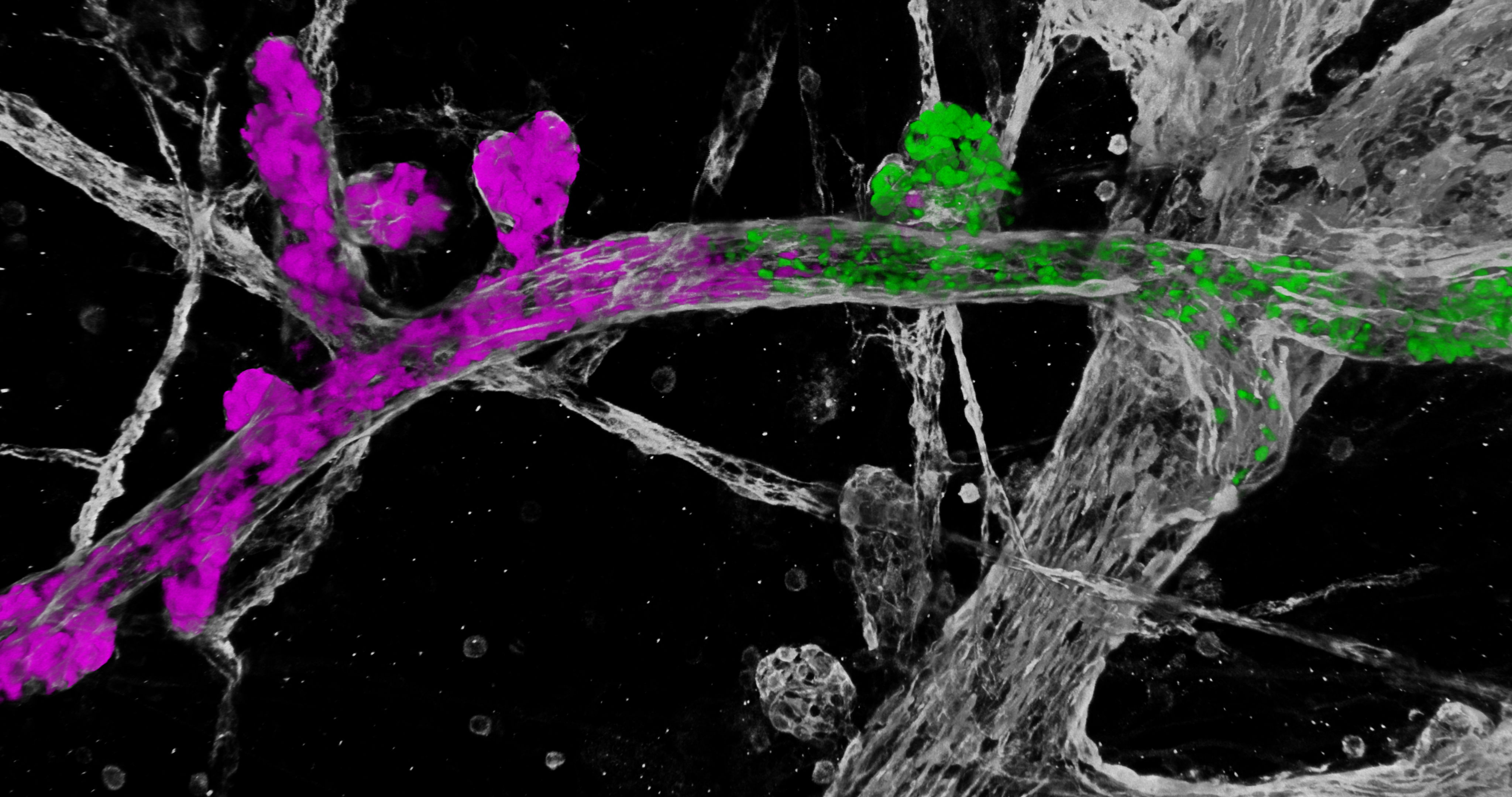 Two clonal fields of cells carrying oncogenic mutations (in magenta and green), spreading through the mammary ducts (in white). Credit: VIB.