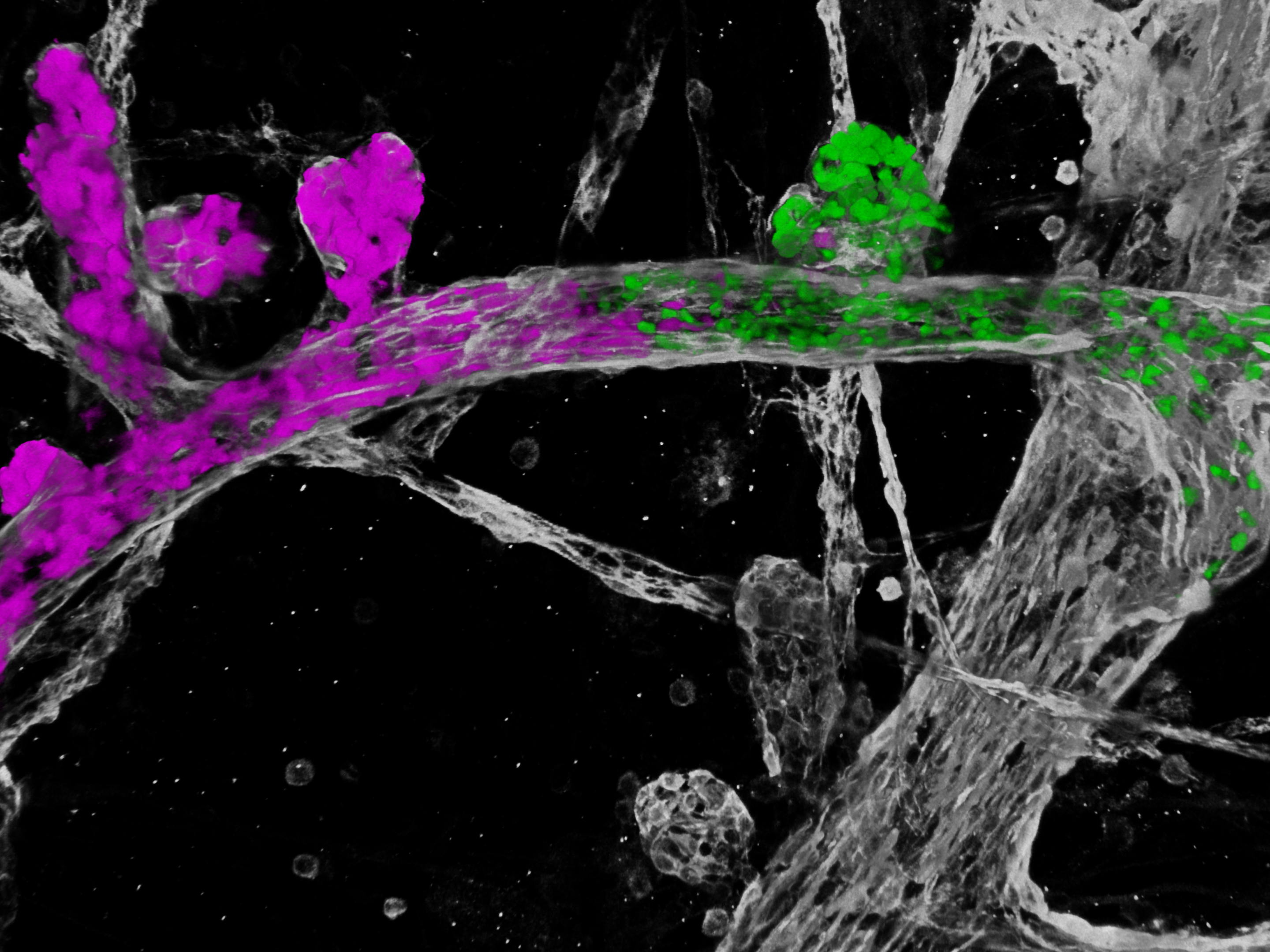 Menstrual cycle influences the spread of mutant cells in mammary tissue  