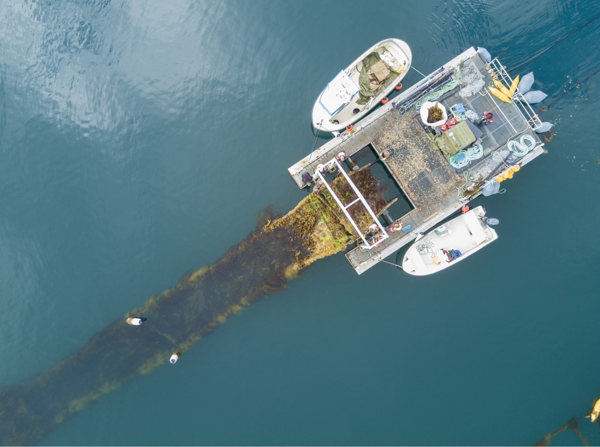Norther est le premier parc éolien offshore au monde à posséder une ferme d'algues marines