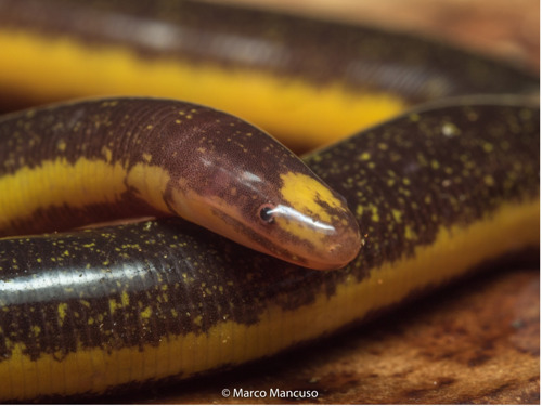 Ondergrondse amfibieën werden immuun voor het slangengif van hun predatoren