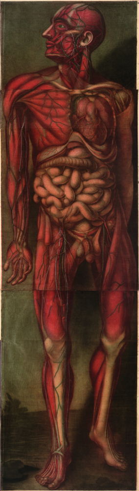 Man in: Jacques-Fabian Gautier d’Agoty, Myologie complette en couleur et grandeur naturelle, composée de l’essai et de la suite de l’essai d’anatomie en tableaux imprimés. A Paris, chez le sieur Gautier, seul graveur privilégié du Roy, ruë Saint Honoré, au coin de la rue Saint Nicaise […], 1746 © Royal Library of Belgium, inv. II 16.779 E 1.