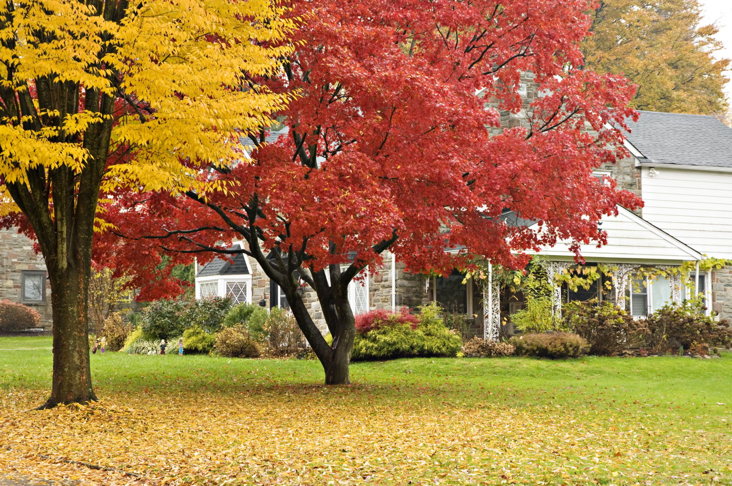 Fall Lawn with Japanese Maple