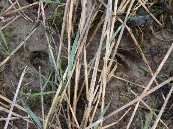 Pootafdruk ree op een faunavoedselgewas wisselteelt ©VLM,Sven Jardin