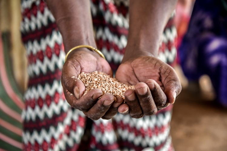 Refugee holding a handful of pulses given by WFP as part of food rations. Many refugees complain of the declining humanitarian support, notably food rations. The World Food Programme, in September, was forced to further reduce the general food distribution in the refugee camps to 70% of the normal rations, due to severe funding constraints. This will most likely adversely impact the health condition of the refugees, as MSF has witnessed in past years. Photographer: Paul Odongo Refugee holding a handful of pulses given by WFP as part of food rations. Many refugees complain of the declining humanitarian support, notably food rations. The World Food Programme, in September, was forced to further reduce the general food distribution in the refugee camps to 70% of the normal rations, due to severe funding constraints. This will most likely adversely impact the health condition of the refugees, as MSF has witnessed in past years. Photographer: Paul Odongo