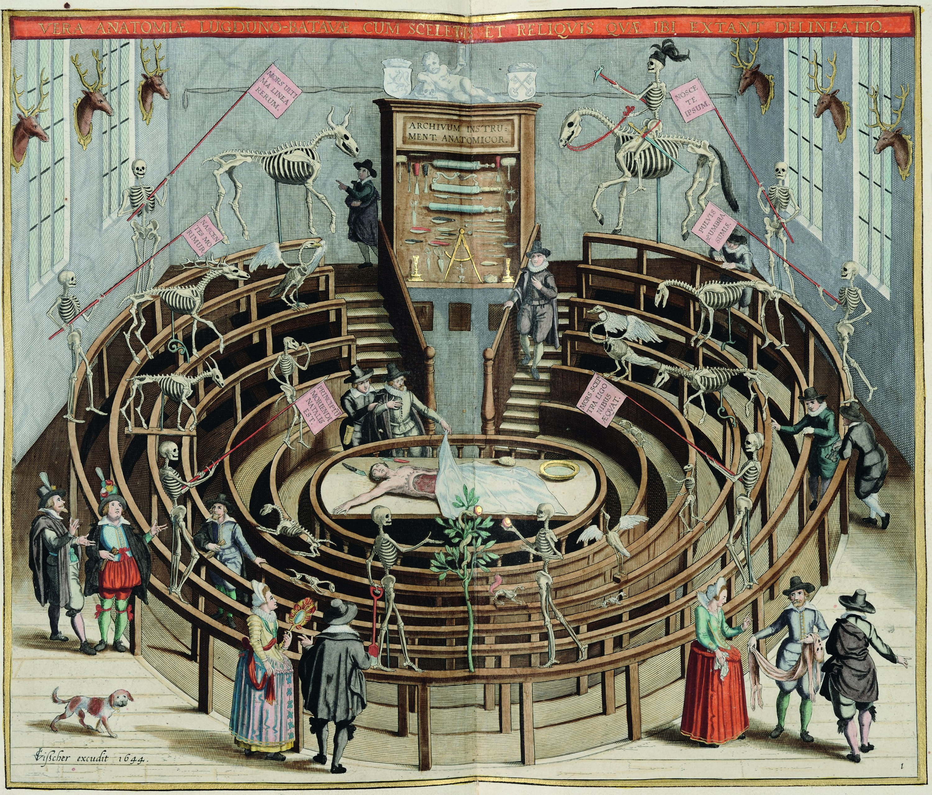 Vesalius will get under your skin in Leuven this autumn 