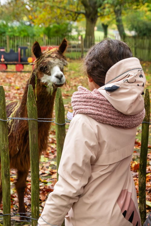 De Ster kinderboerderij