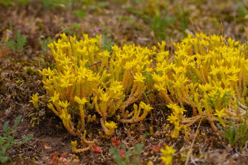 Muurpeper © Agentschap voor Natuur en Bos / Reinhardt Strubbe