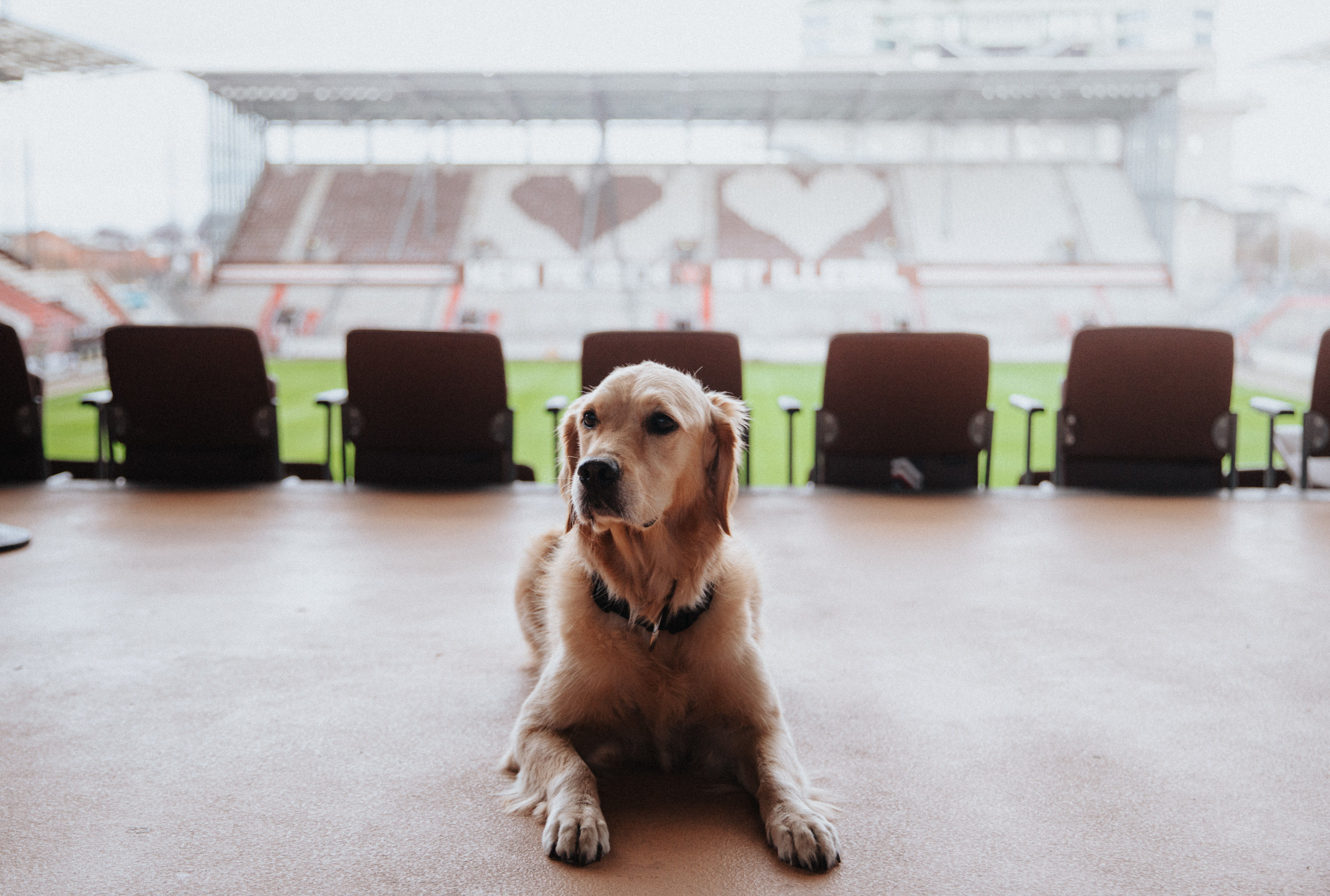 Mit Herz und Pfote im Stadion: Penny, Bürohund des FC St. Pauli. Bildquelle: FC St. Pauli