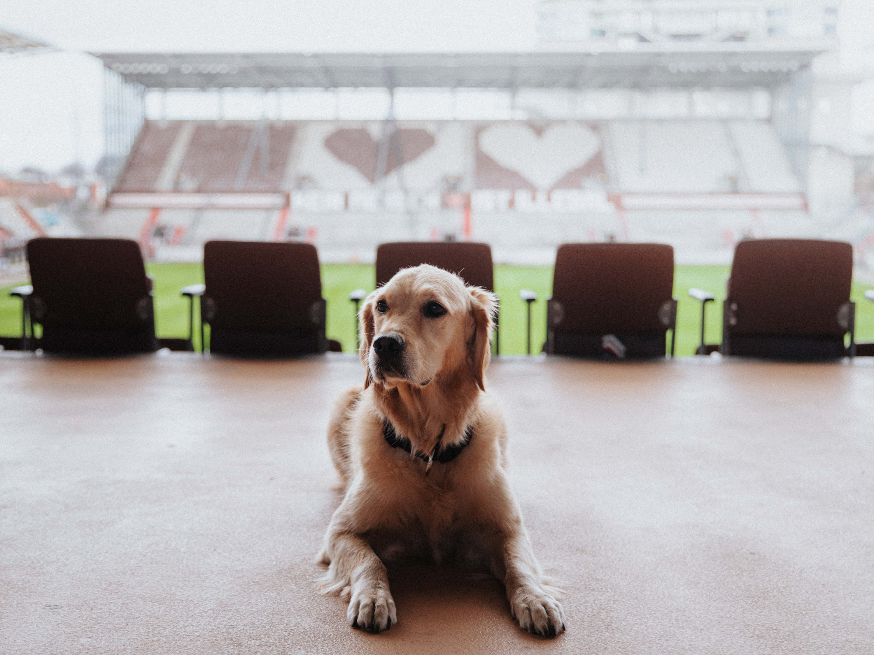 Mit Herz und Pfote: Uelzener Versicherungen und FC St. Pauli starten zum Beginn der Rückrunde in eine neue Partnerschaft