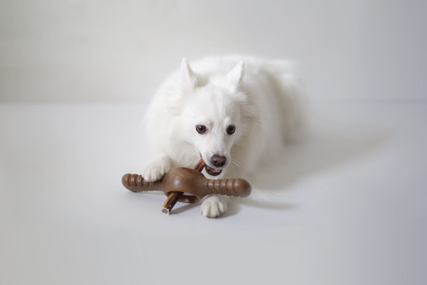 Benebone Pawplexer