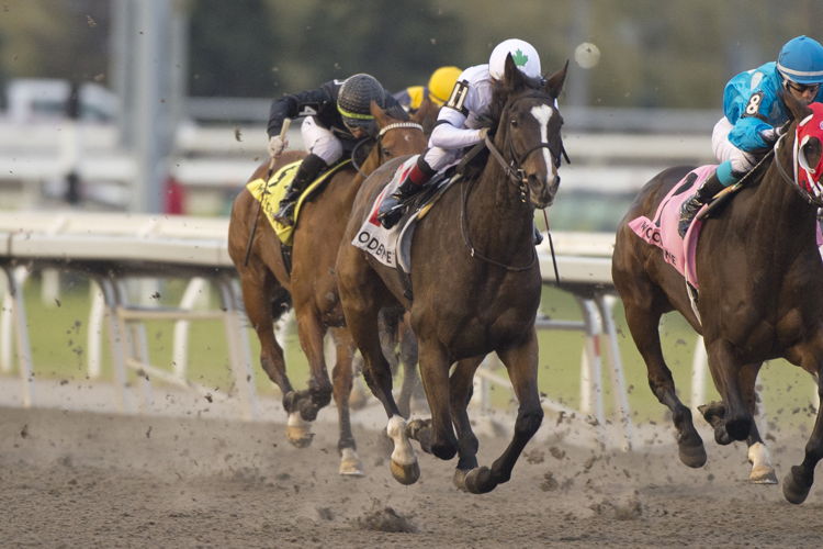 Millie Girl and jockey Rafael Hernandez winning the Maple Leaf Stakes on November 11, 2023 at Woodbine (Michael Burns Photo)