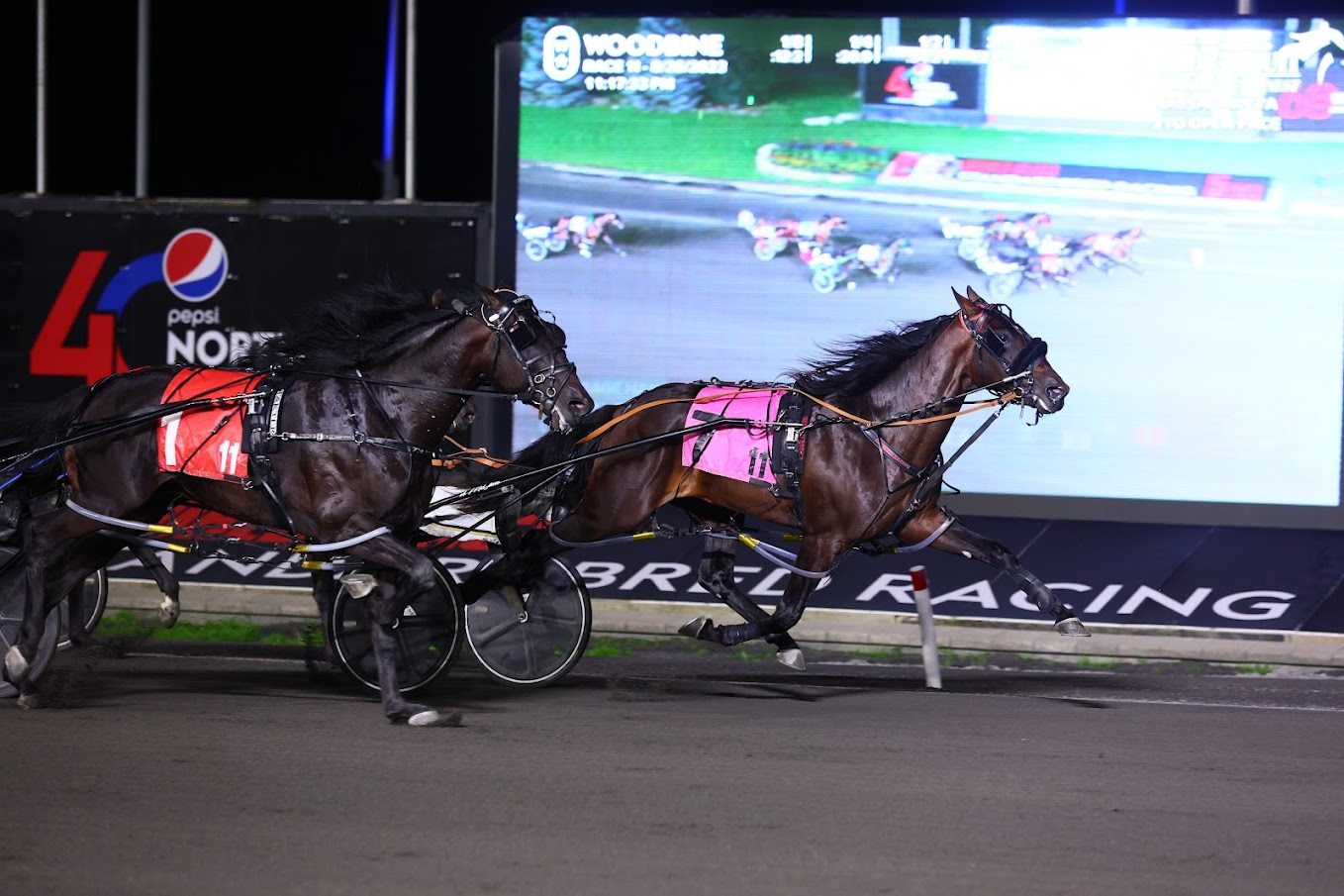 Mirage Hanover and driver Bob McClure winning the third division of the Nassagaweya on August 26, 2023 at Woodbine Mohawk Park (New Image Media)