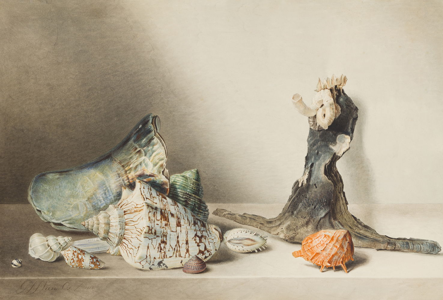 Georgius Jacobus Johannes van Os (La Haye, 1782 - Paris, 1861) Still life with shells and coral, 1813 Pen and watercolour on paper 28,9 x 43,3 cm